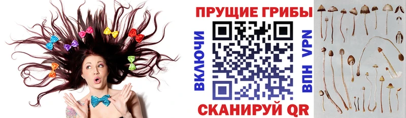 KRAKEN вход Одинцово Псилоцибиновые грибы Cubensis